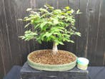 bonsai zelkova serrata - Hoogte (boom): 30 cm - Diepte