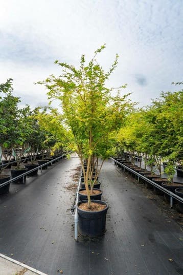 Acer palmatum Ôsakazuki meerstammig