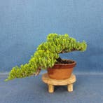 Jeneverbes bonsai (Juniperus) - Hoogte (boom): 12 cm -