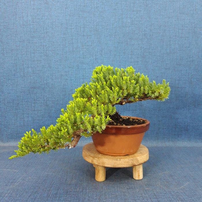 Jeneverbes bonsai (Juniperus) - Hoogte (boom): 12 cm -, Antiek en Kunst, Curiosa en Brocante