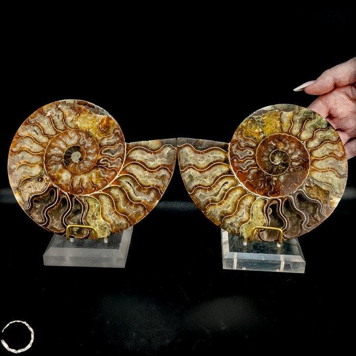 Prachtige ammonietschijven. Tijdloze fossielenkunst uit de, Verzamelen, Mineralen en Fossielen