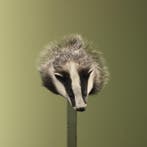 Das Taxidermie Opgezette Dieren By Max, Ophalen of Verzenden, Nieuw, Wild dier, Opgezet dier