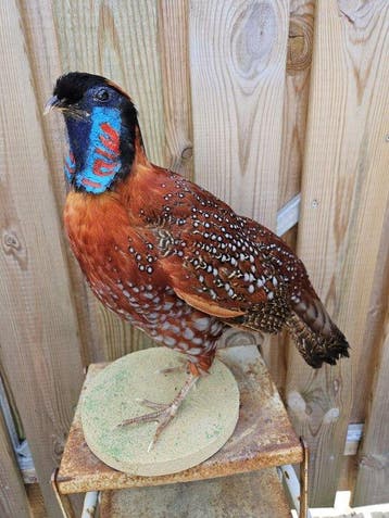 Temminick saterhoen Taxidermie volledige montage - Tragopan, Nieuw