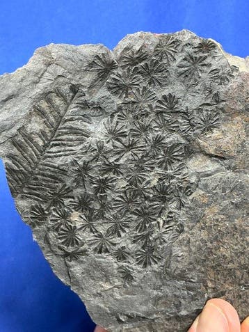 Prachtig plantenfossiel uit het Carboon. - Gefossiliseerde