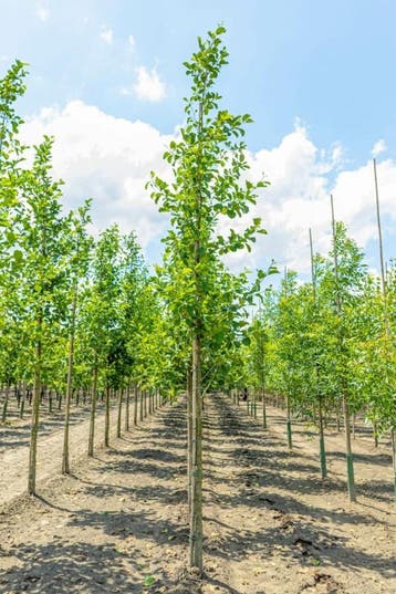 Alnus glutinosa hoogstam 12/14