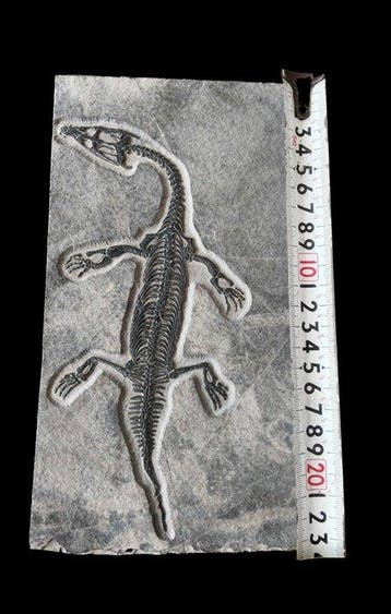 Gefossiliseerd dier - Rare Diandongosaurus acutidentatus