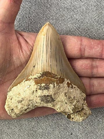 Megalodon tand 10,1 cm - Fossiele tand - Carcharocles
