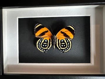 Vlinder Taxidermie volledige montage - Callicore cynosura -
