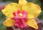 Oranje Gele Orchidee Zijden bloem, Ophalen of Verzenden, Nieuw