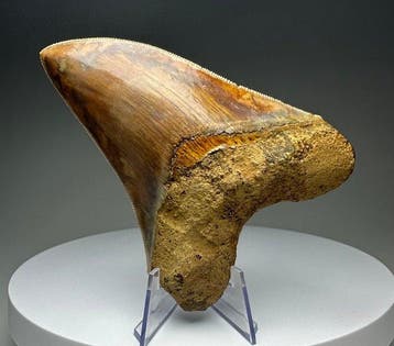 Megalodon - Fossiele tand - 12 cm - 8.5 cm