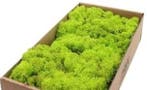 Rendiermos IJslandsmos Finlandsmos Lentegroen 500 gram, Ophalen of Verzenden, Nieuw