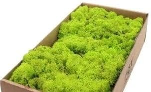 Rendiermos IJslandsmos Finlandsmos Lentegroen 500 gram, Ophalen of Verzenden, Nieuw