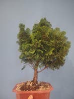 Hinoki cipres bonsai (Chamaecyparis obtusa) - Hoogte (boom):, Antiek en Kunst