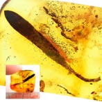 Amber - Barnsteen - Leaf - Big sice - inclusion is 12mm - 24