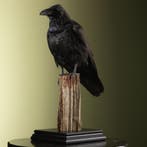 Raaf Taxidermie Opgezette Dieren By Max, Ophalen of Verzenden, Nieuw, Vogel, Opgezet dier