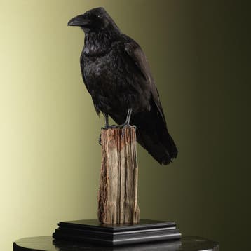Raaf Taxidermie Opgezette Dieren By Max, Ophalen of Verzenden, Nieuw, Vogel, Opgezet dier