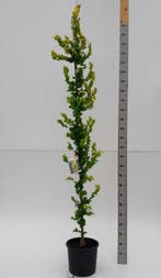 Ulmus x hollandica Wredei beveerd 4-6