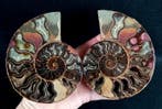 Ammoniet - Gefossiliseerd dier - Aioloceras (Cleoniceras)