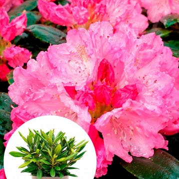 Rhododendron yakushimanum Kalinka container (P19) Raskleur, Verzenden, Overige soorten, Halfschaduw