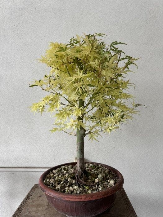 Japanese maple bonsai (Acer palmatum) - Hoogte (boom): 45 cm, Antiek en Kunst, Curiosa en Brocante