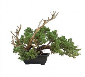 Jeneverbes bonsai (Juniperus) - Hoogte (boom): 29 cm -