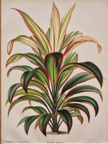 Alfred Cogniaux & Élie Marchal - Dracaena amabilis Plantes