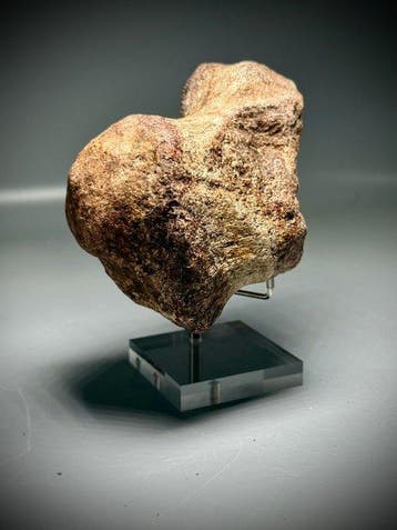 Indrukwekkende dinosaurusstaartwervel - Fossiel bot -