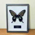 Ingelijste vlinderspecimen Taxidermie volledige montage -