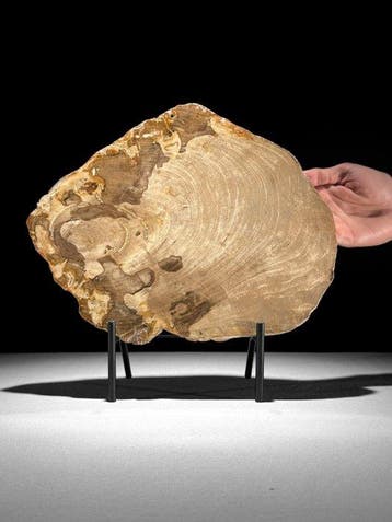 Prachtige schijf versteend hout op een op maat gemaakte
