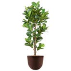 Ficus Lyrata kunstplant, H200cm, Ophalen of Verzenden, Overige soorten, 200 cm of meer