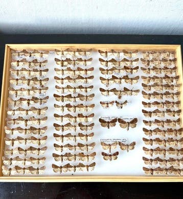 UNIEK MEGA LOT 142x Noctuidae - 50 jaar veldwerk D.A., Nieuw