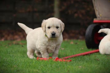 Golden Retriever pups, geteste ouders, met stamboom, Dieren en Toebehoren, Honden | Retrievers, Spaniëls en Waterhonden, België