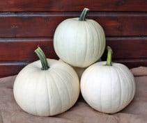 Honey Moon F1 PMT Witte kleine Pompoen ca. 2-3 kg 50 zaden, Ophalen of Verzenden, Nieuw