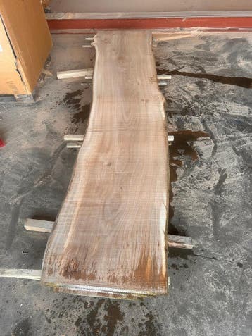 5X Boomstambladen, Iep, complete partij 210,- REF 794, 25 tot 50 mm, Nieuw, Ophalen of Verzenden, 200 tot 250 cm