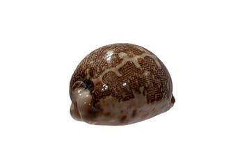 Zeldzame Landkaartkauri (Cypraea mappa) | Verzamelaarsobject, Nieuw