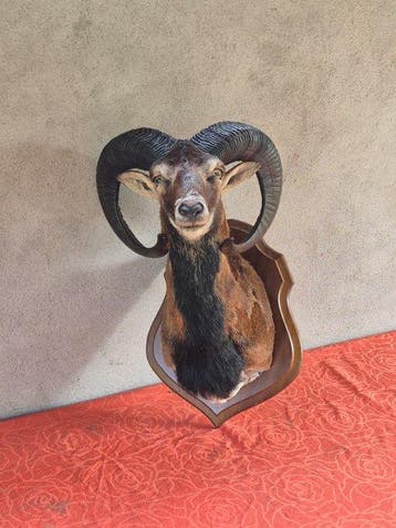 Corsicaanse muflon Taxidermie volledige montage - Ovis aries, Nieuw
