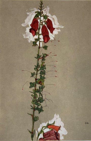 Egon Schiele (1890-1918), after - Roter Fingerhut