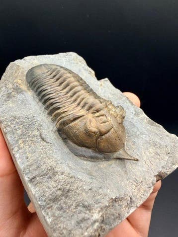 Trilobiet - Gefossiliseerd dier - Morocconite malladoides -