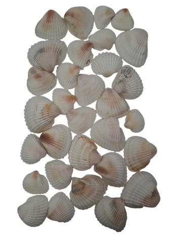 White Chippy Schelpen 500 gram, Ophalen of Verzenden, Nieuw