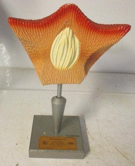 Onderwijs/demonstratiemodel - Composiet - 1950-1960 -, Antiek en Kunst, Antiek | Wandborden en Tegels