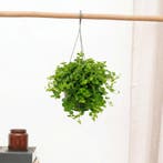 Green Bubble - Pilea Rotundifolia - 20cm - Ø15 cm, Huis en Inrichting, Kamerplanten, Ophalen of Verzenden
