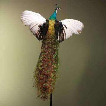 Pauw Vliegend Taxidermie Opgezette Dieren By Max, Verzamelen, Dierenverzamelingen, Ophalen of Verzenden, Nieuw, Vogel, Opgezet dier