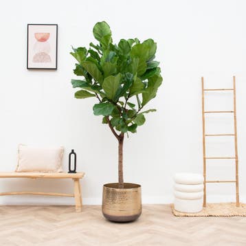 Green Bubble - Ficus Lyrata boom XL - 190cm - Ø45 cm, Ophalen of Verzenden