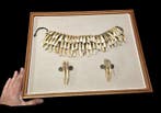 - Curiosity Cabinet - - Diorama Beautiful presentation of