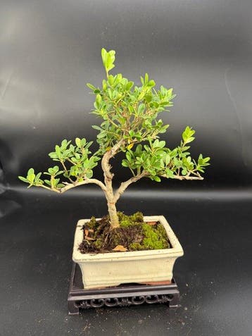 Japanese holly bonsai (Ilex crenata) - Hoogte (boom): 22 cm