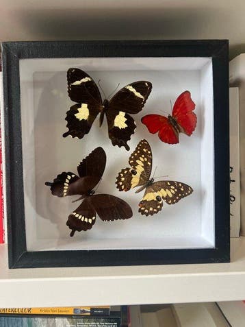 Vlinder Taxidermie wandmontage - Papilio torquatus, Papilio