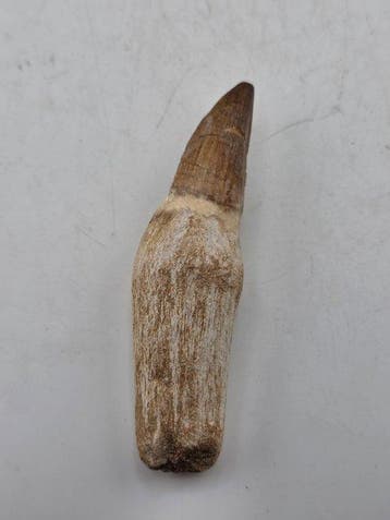 Mosasaurus - Gefossiliseerd dier - 8 cm (Zonder