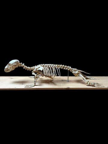 zeehond Taxidermie volledige montage - Phoca vitulina - - 30, Nieuw