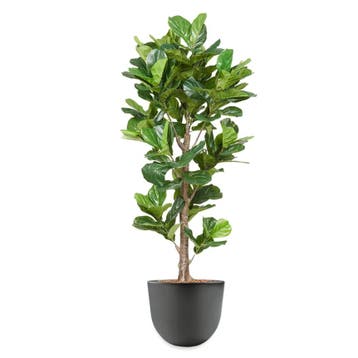 Ficus Lyrata kunstplant, H200cm, Huis en Inrichting, Ophalen of Verzenden, Overige soorten, 200 cm of meer