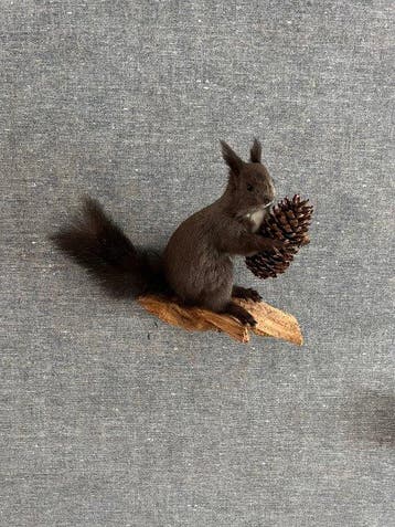 Red Squirrel - Taxidermie volledige montage - Sciurus, Nieuw